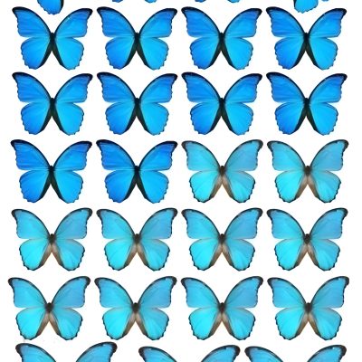 Butterfly cake topper