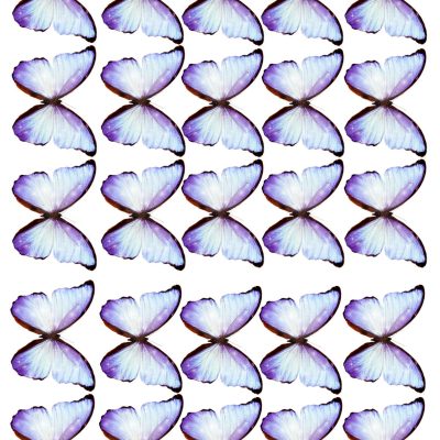 Butterfly cake topper