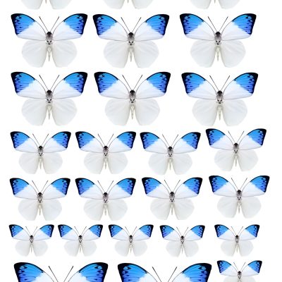 Butterfly cake topper