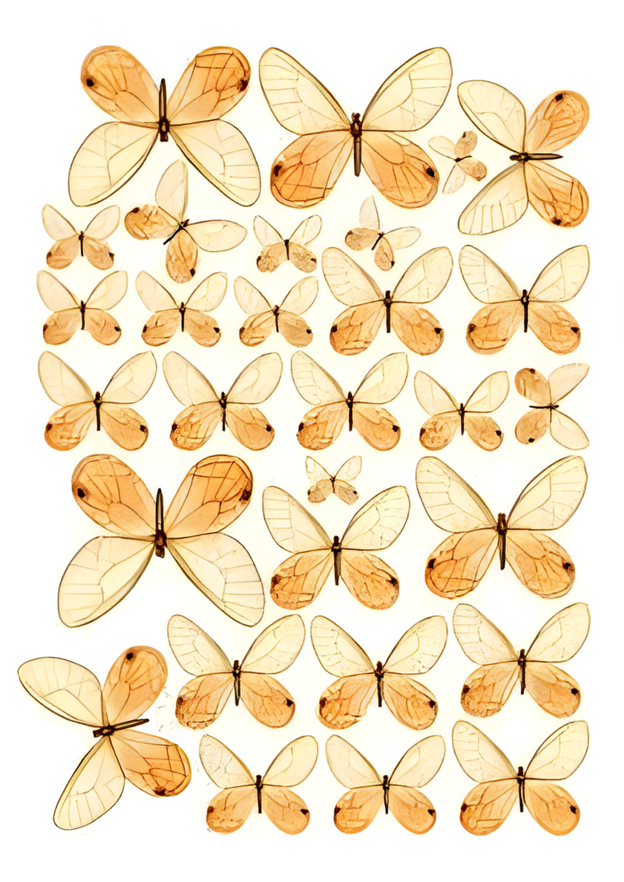 Butterfly cake topper