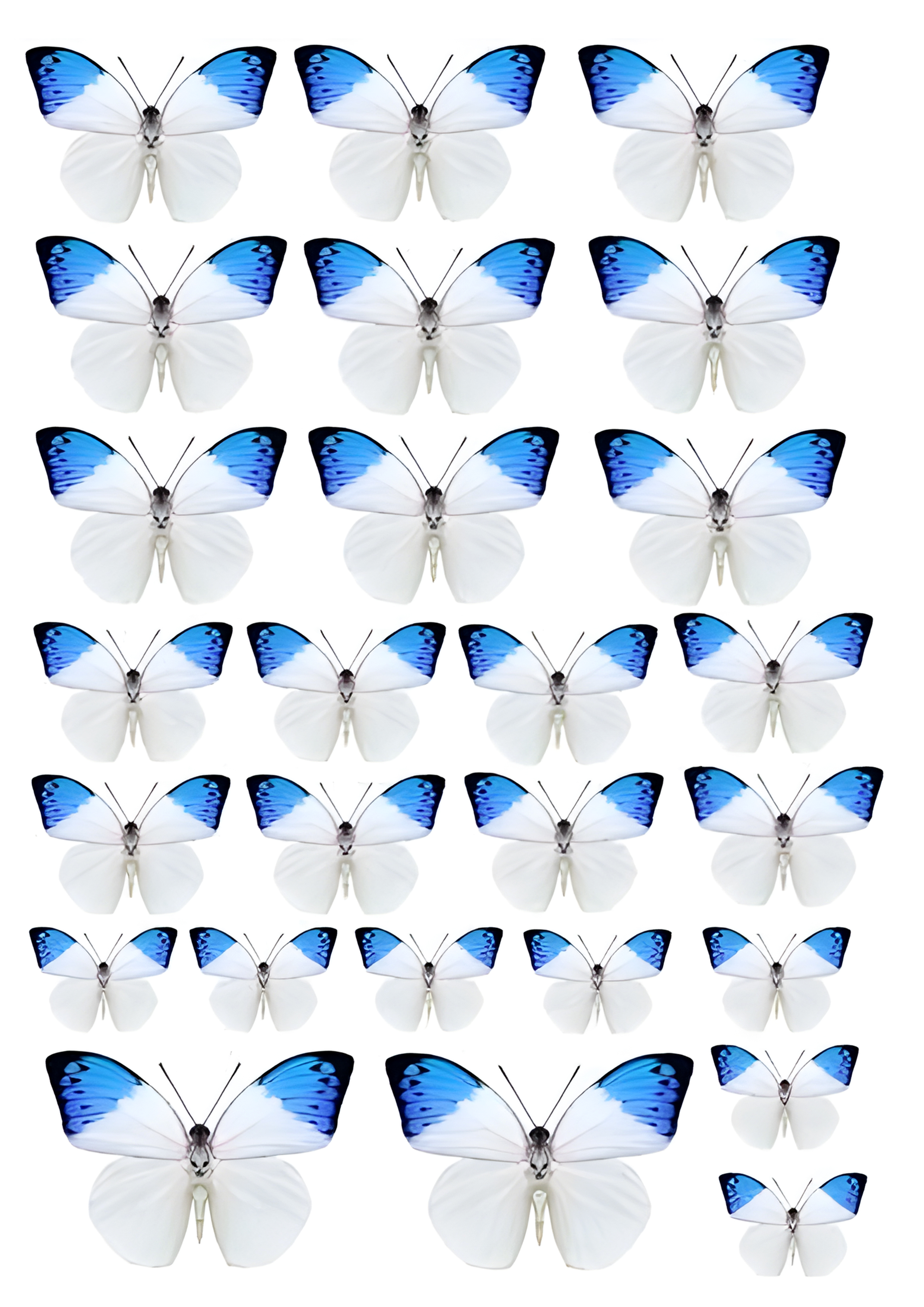 Butterfly cake topper