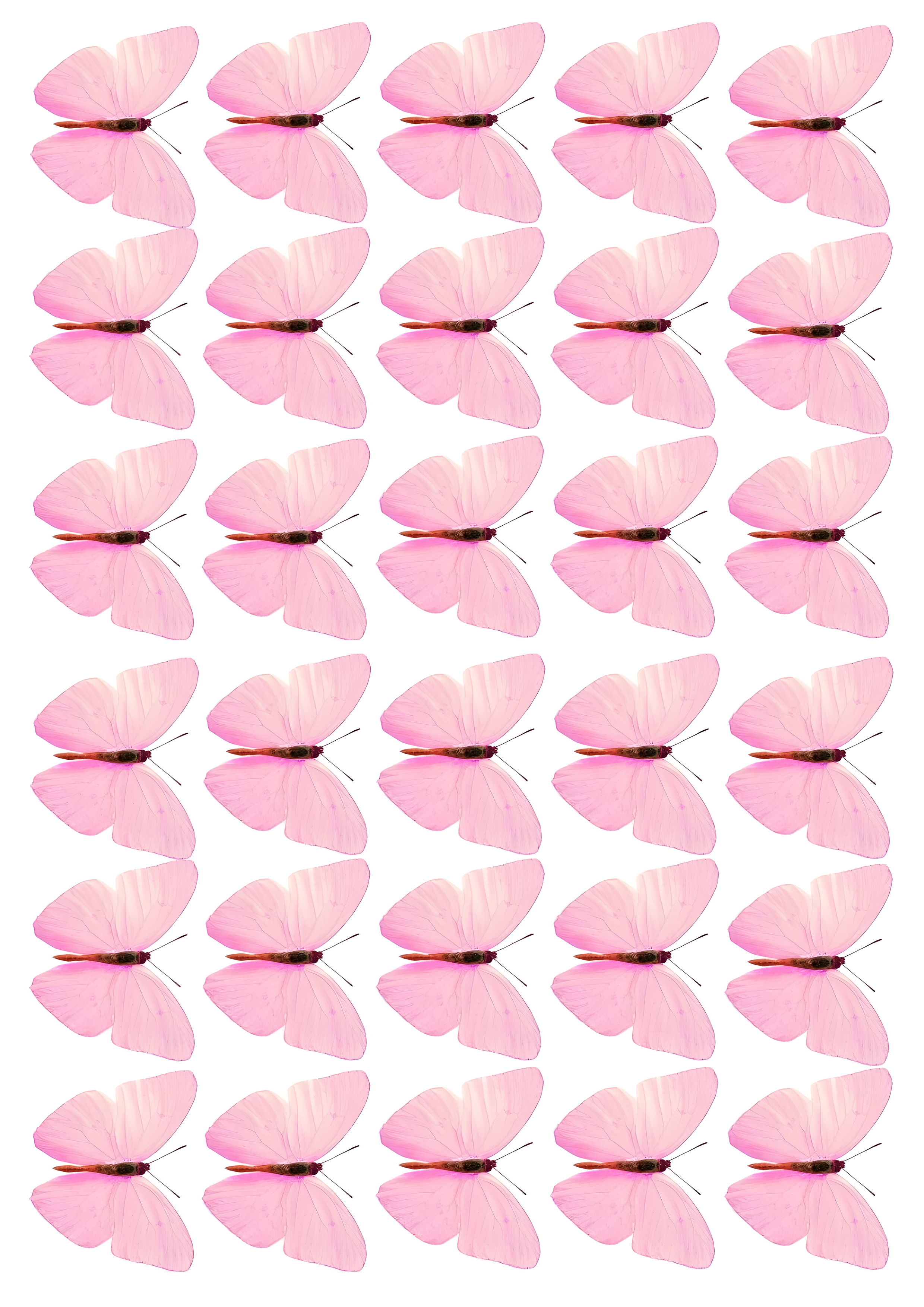 Butterfly cake topper